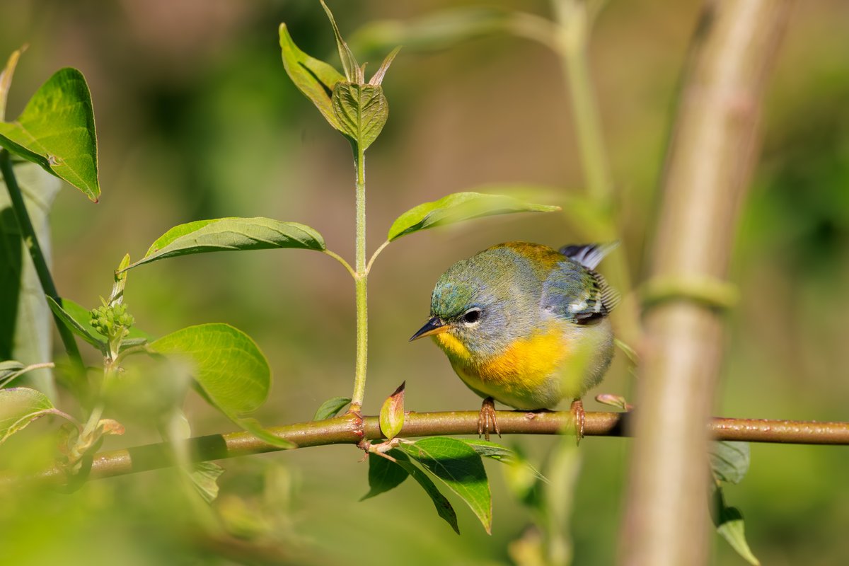 Northern Parula