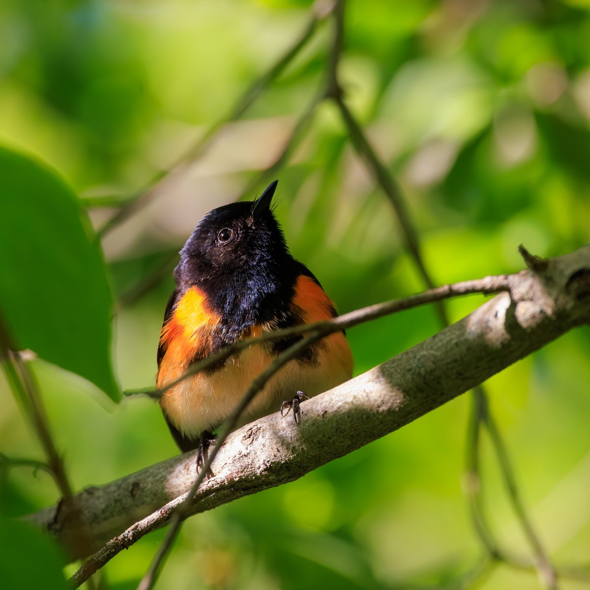 American Redstart