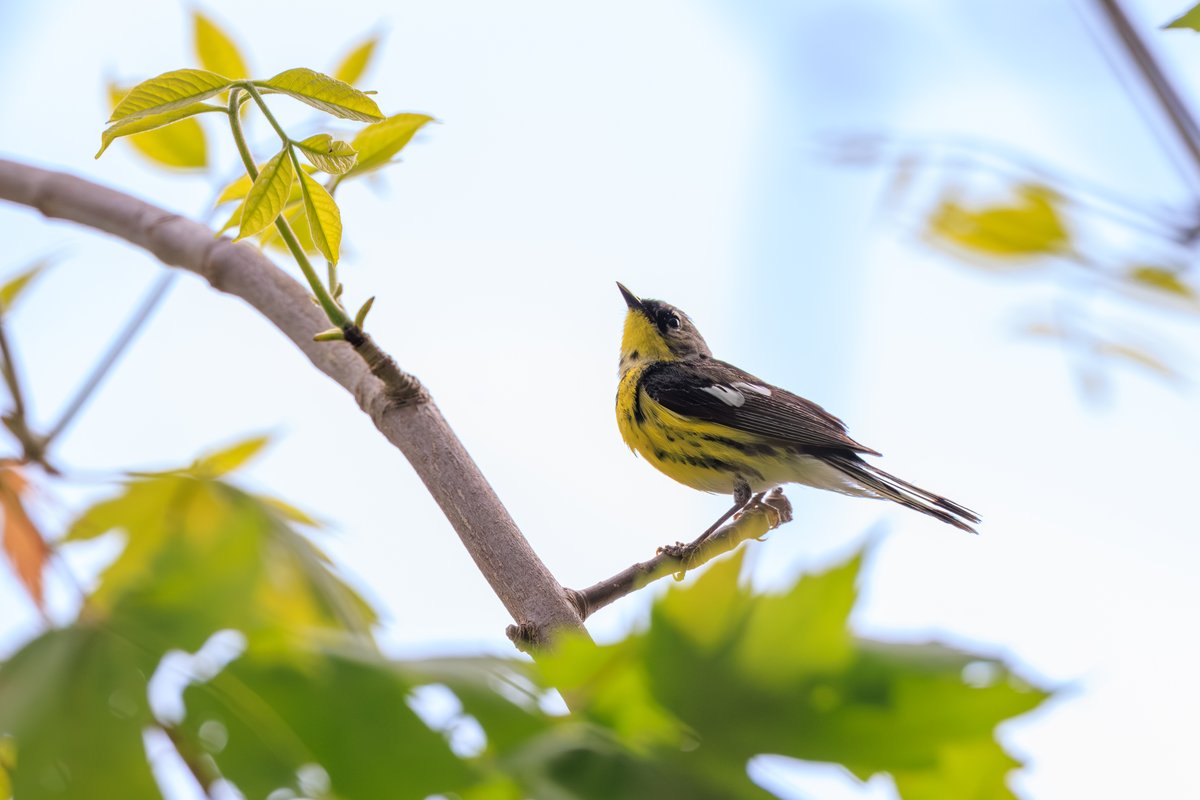 Magnolia Warbler