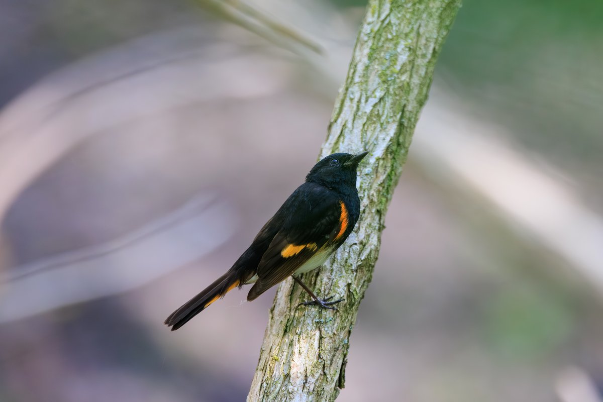 American Redstart
