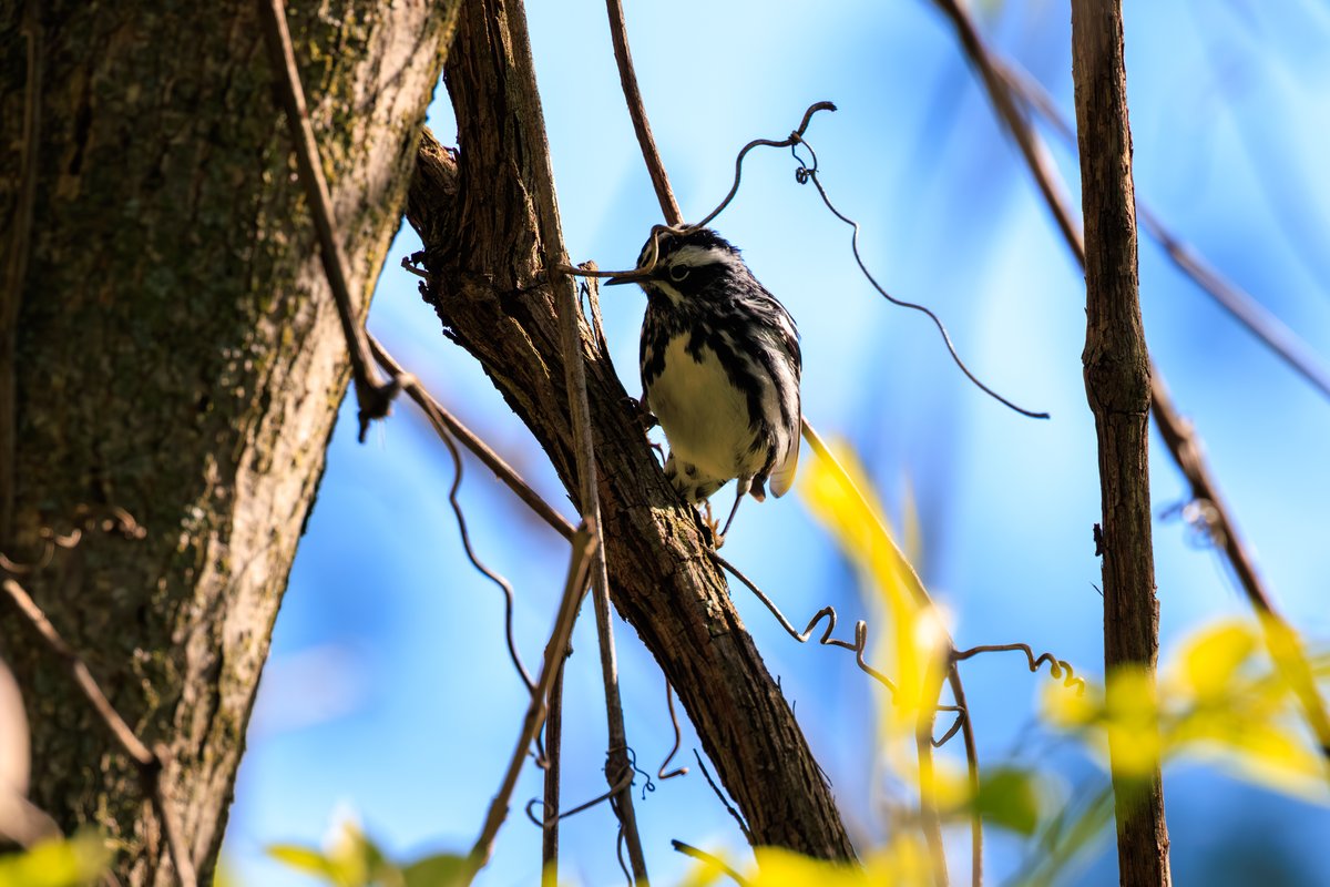 Black-and-white Warbler