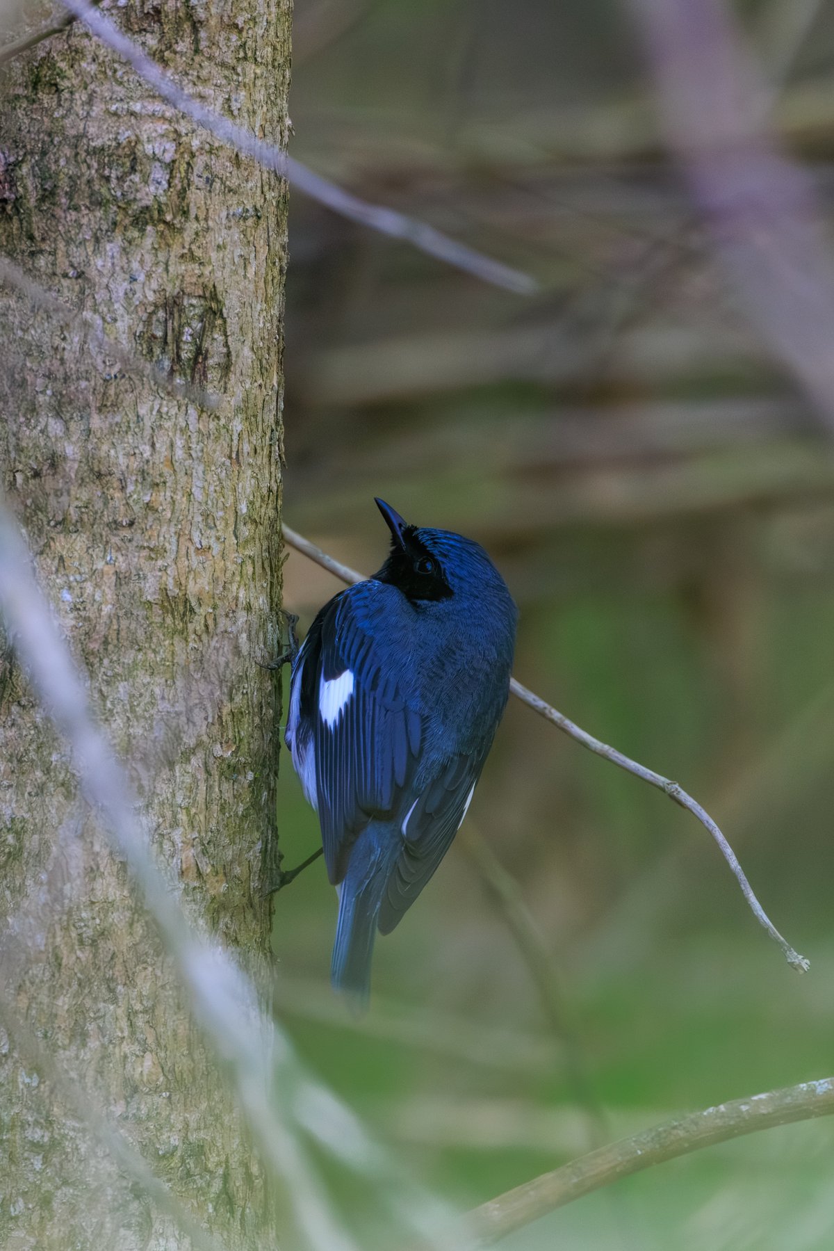 Black-throated Blue Warbler