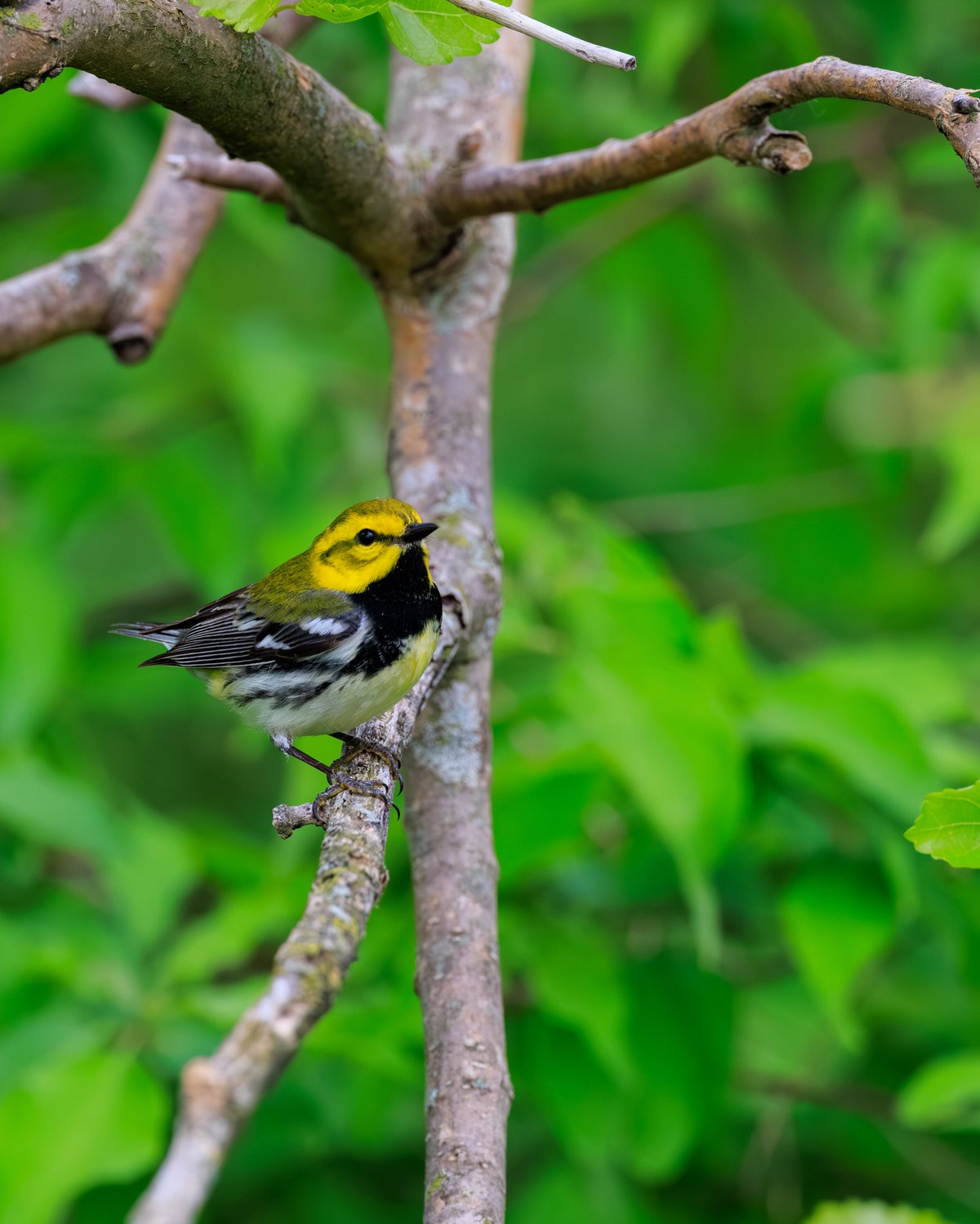 Black-throated Green Warbler