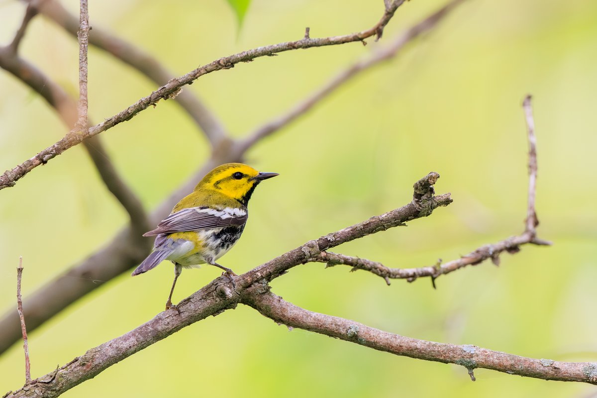 Black-throated Green Warbler