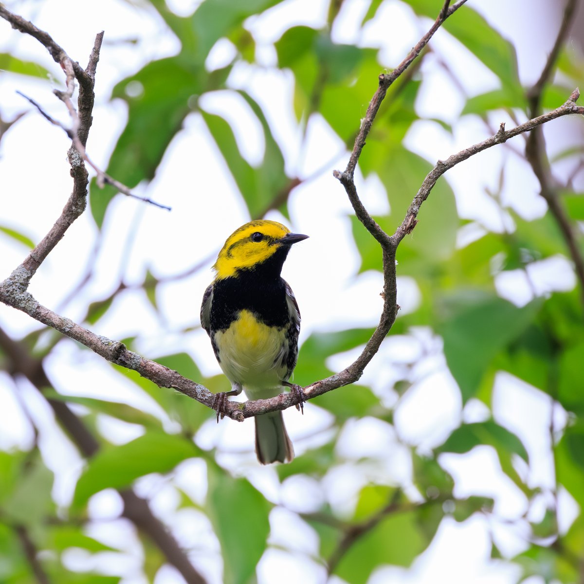 Black-throated Green Warbler