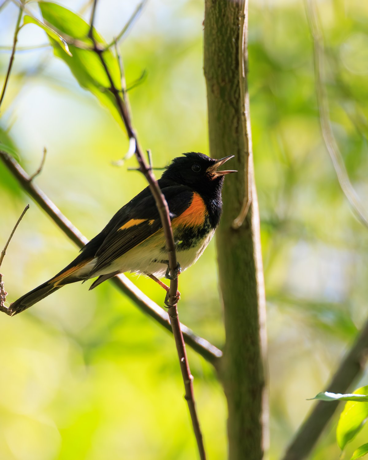 American Redstart