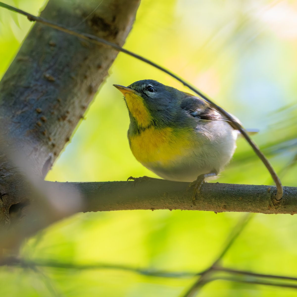 Northern Parula