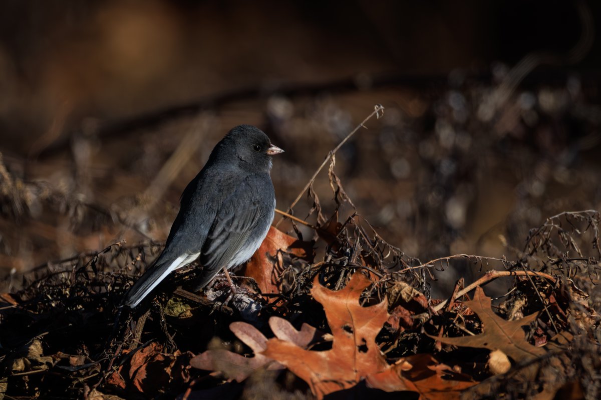 Dark-eyed Junco