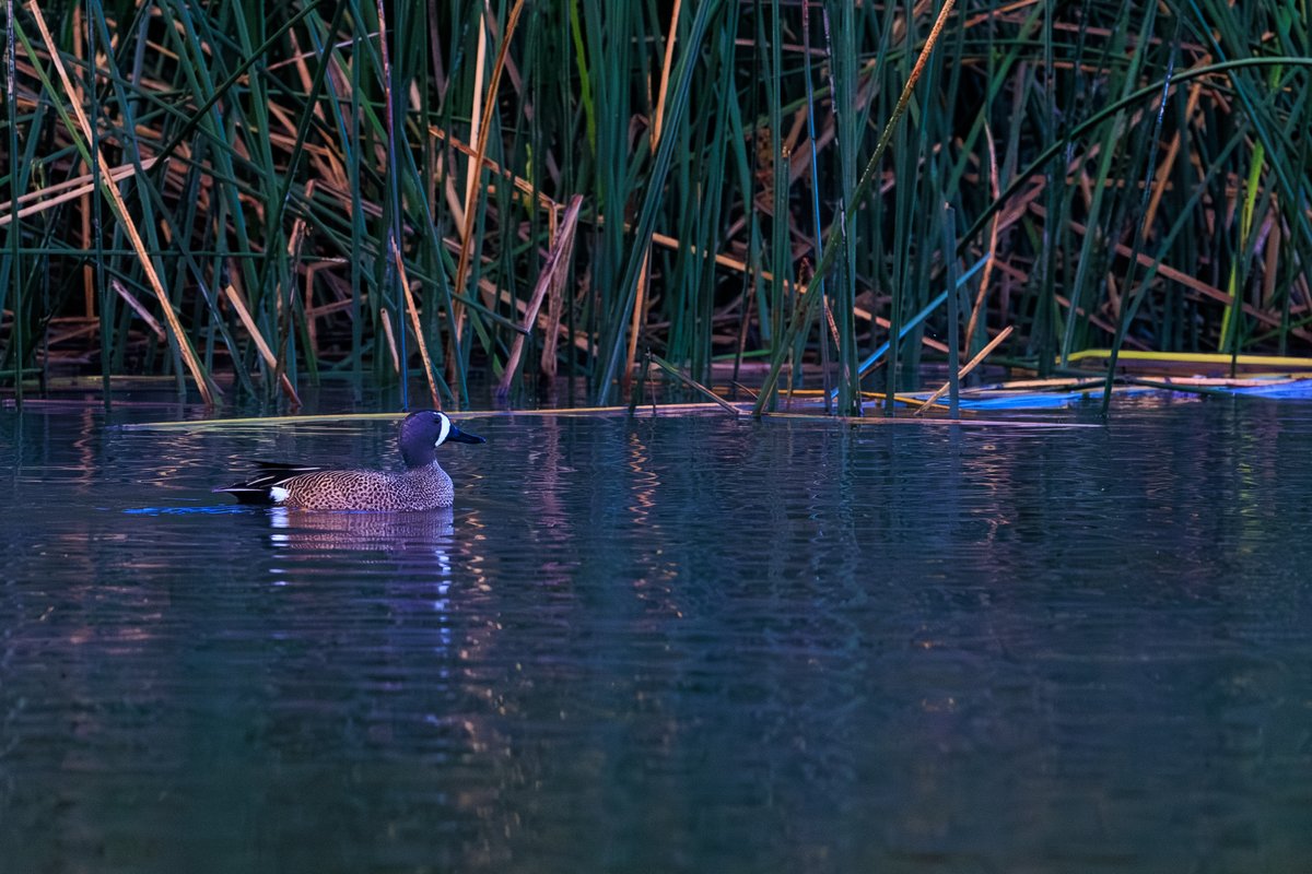 Blue-winged Teal