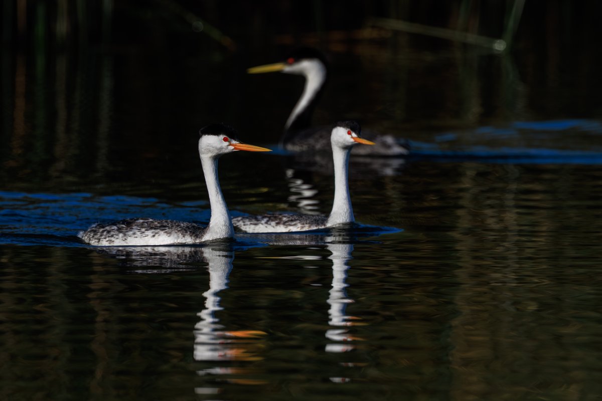 Clark's Grebe