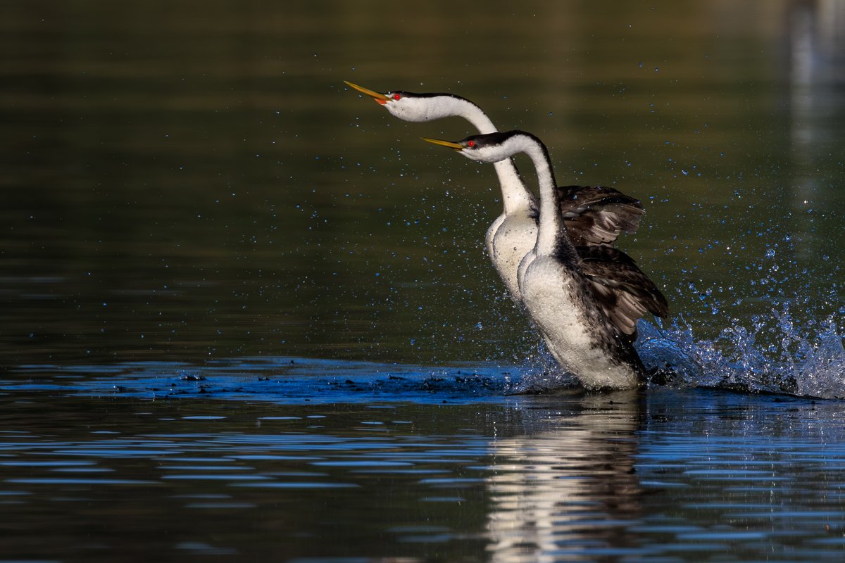 Western Grebe