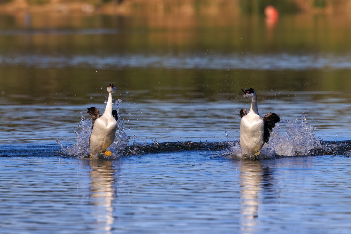 Western Grebe