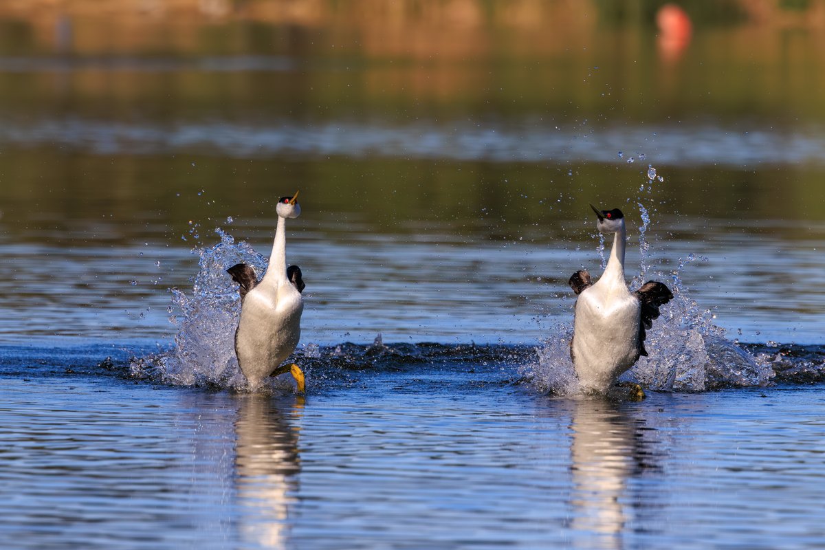 Western Grebe