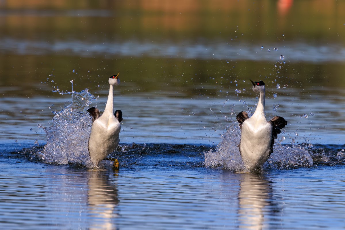 Western Grebe