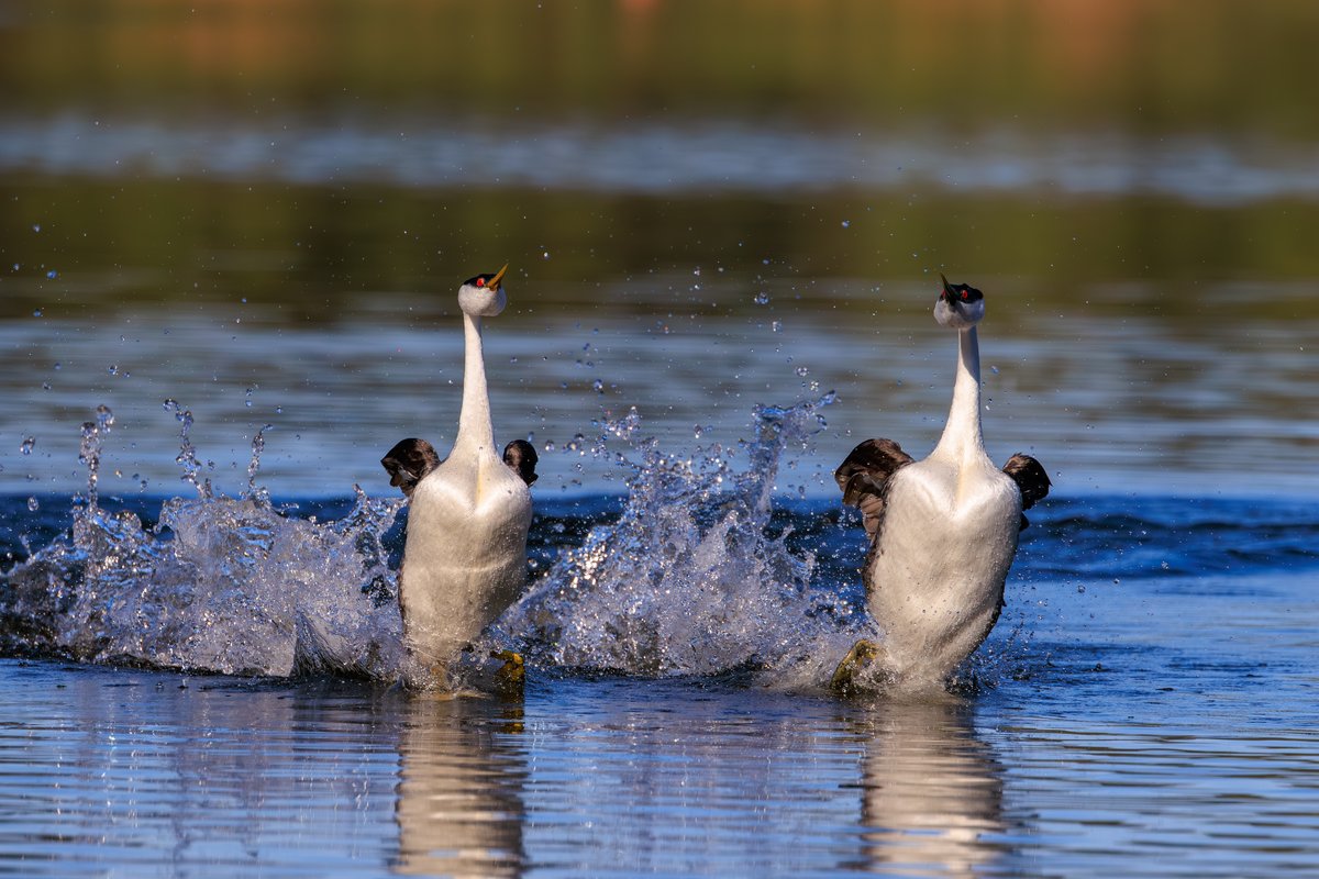 Western Grebe