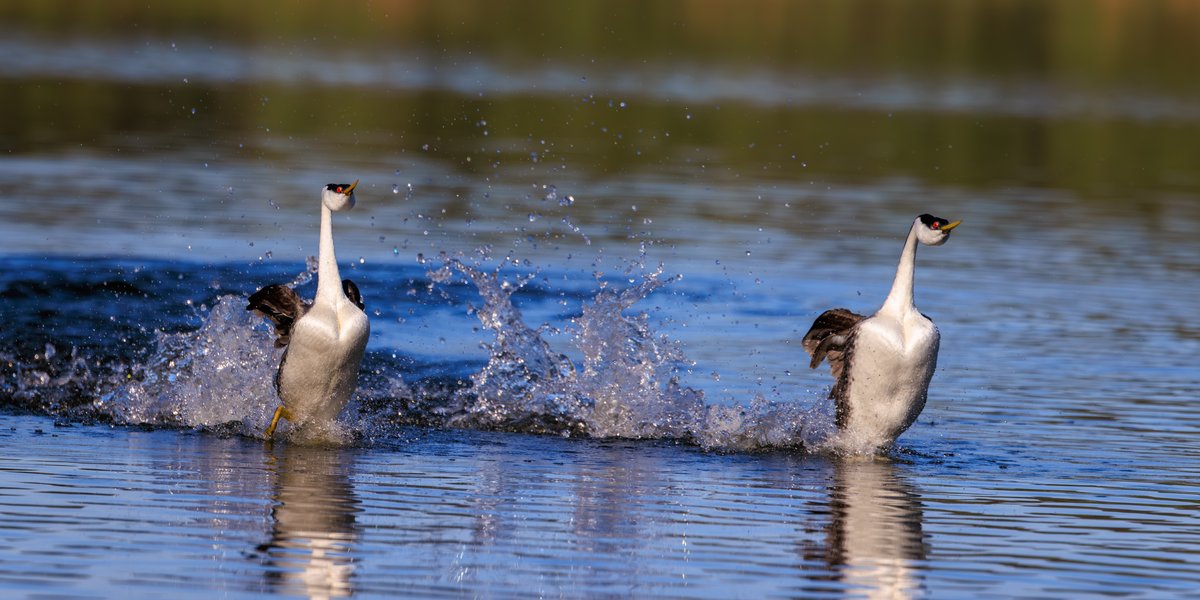 Western Grebe