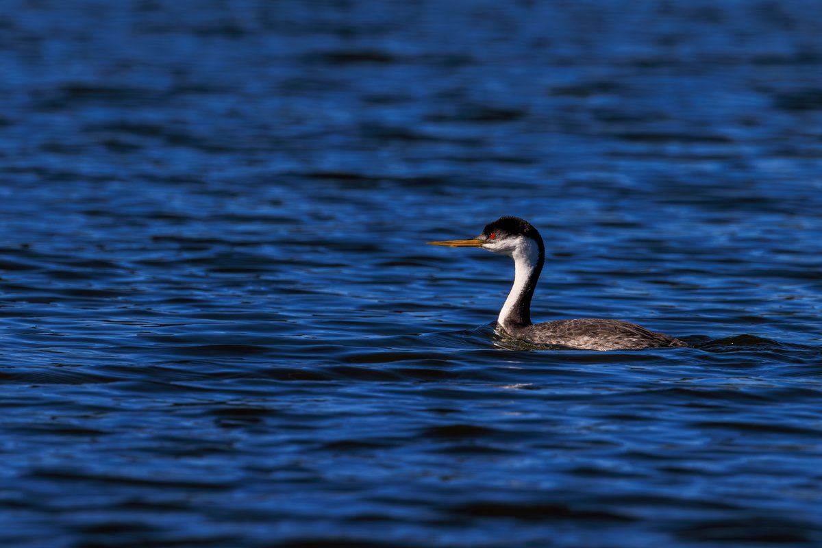 Western Grebe
