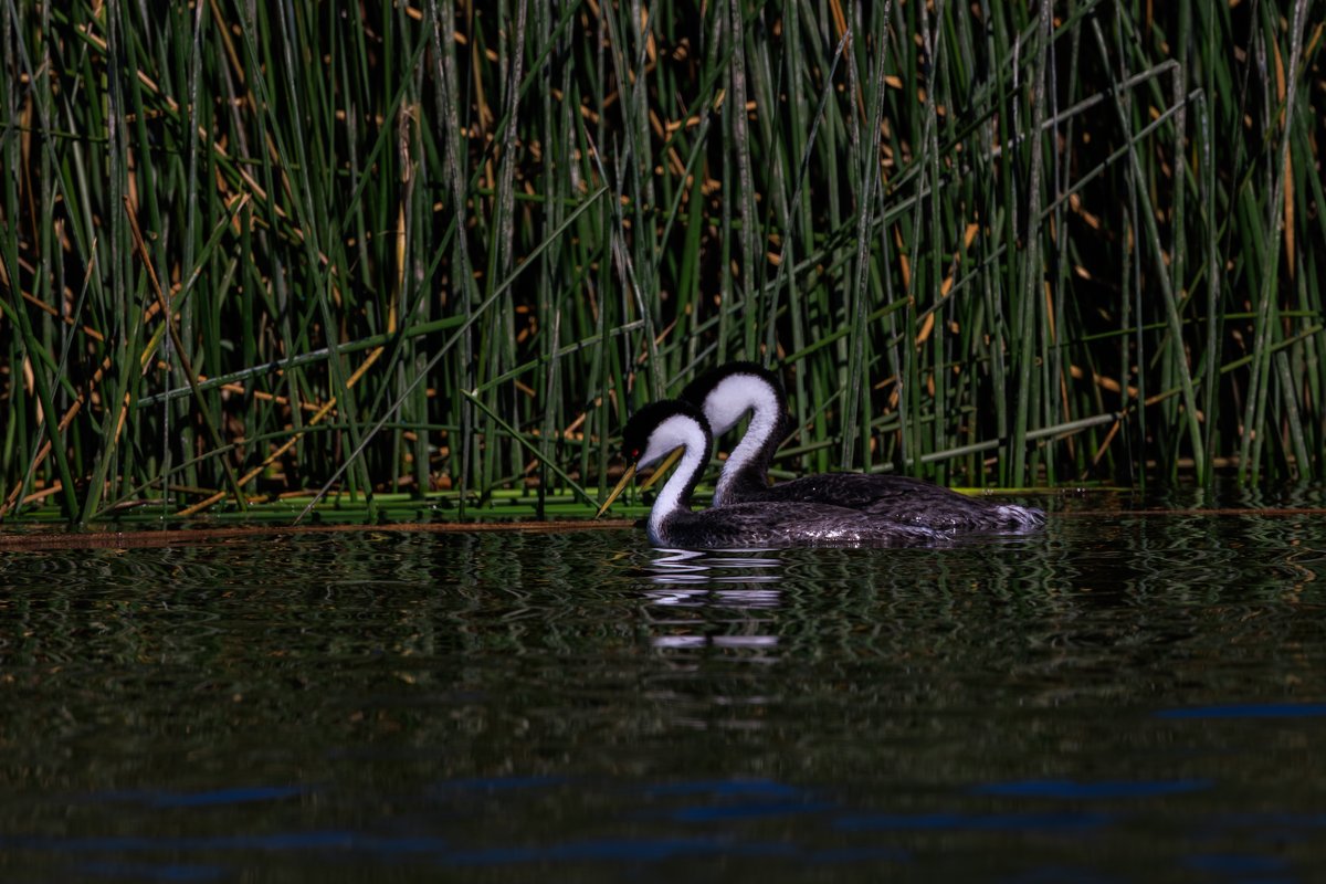 Western Grebe