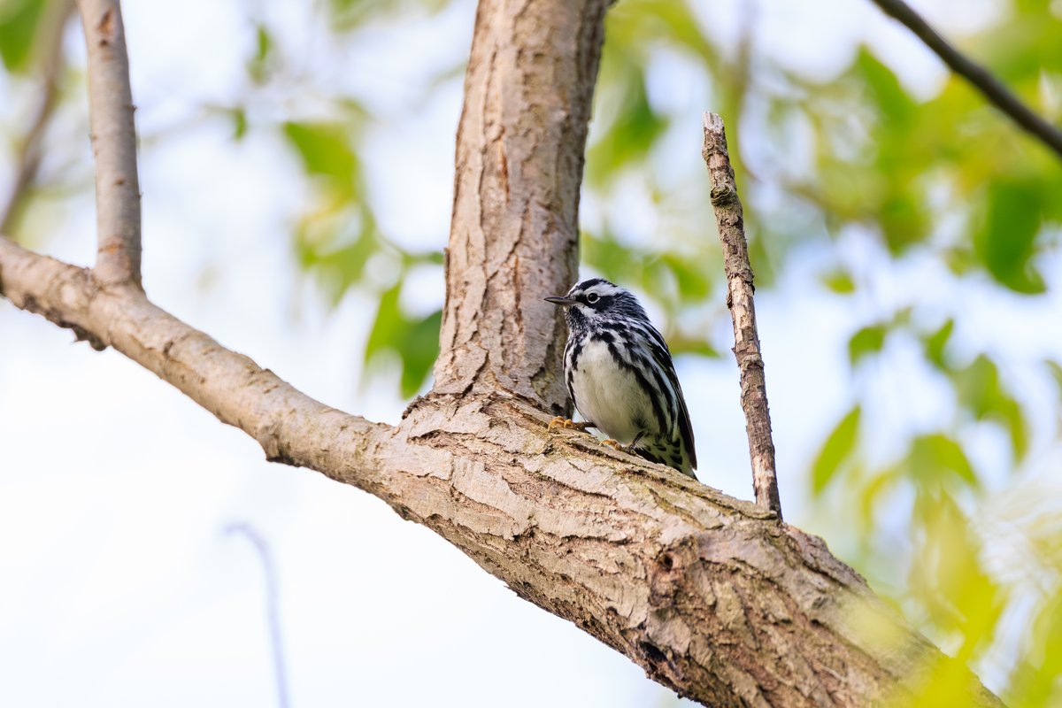 Black-and-white Warbler