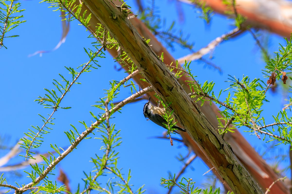 Red-breasted Nuthatch