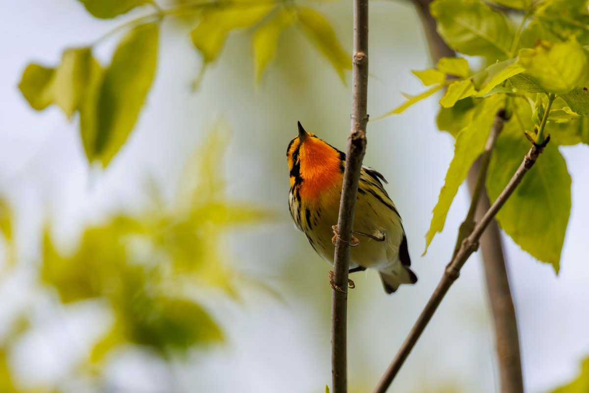 Blackburnian Warbler