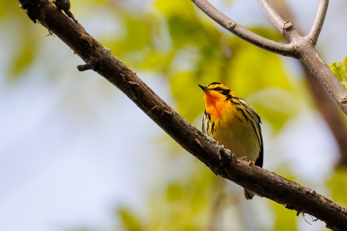 Blackburnian Warbler