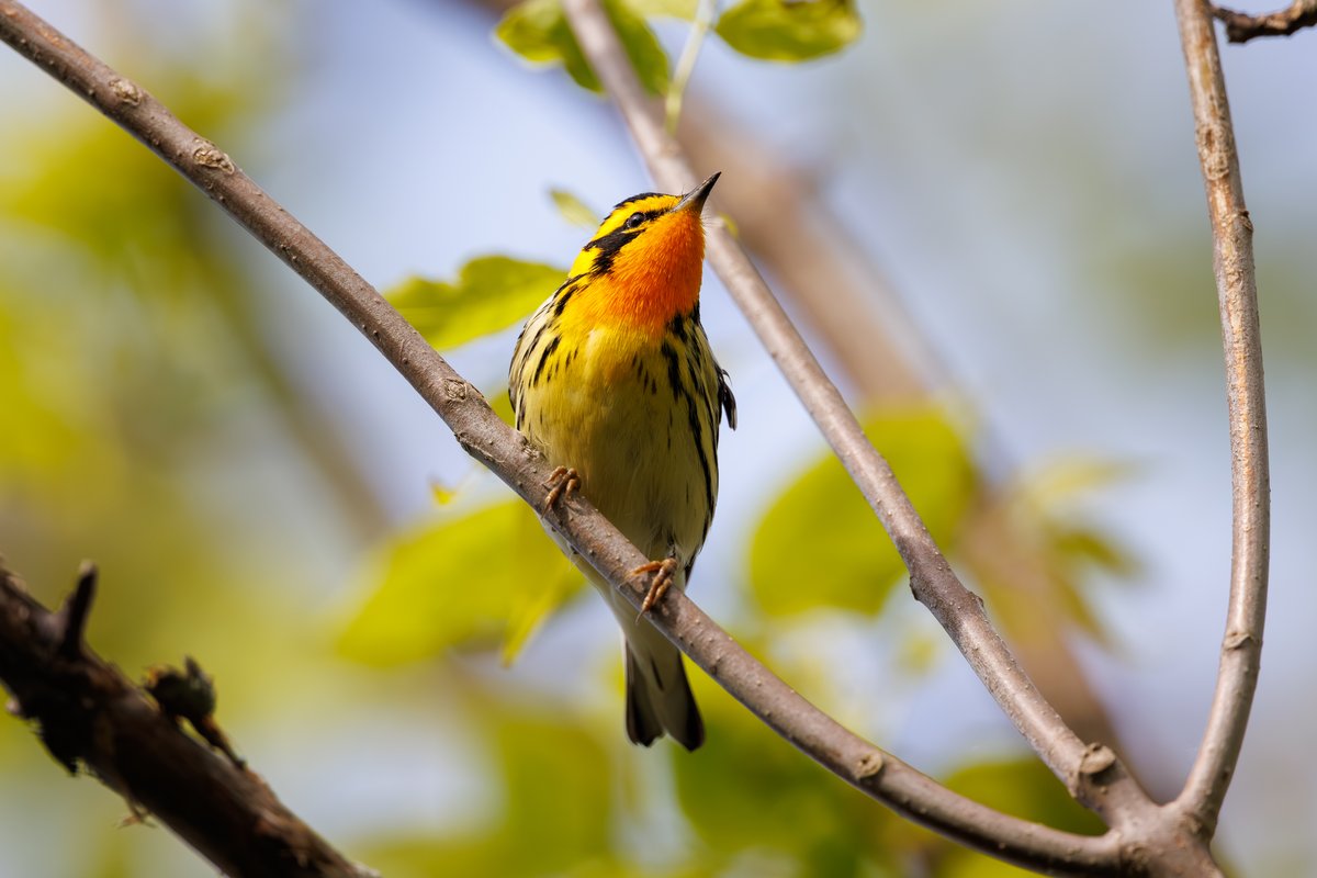 Blackburnian Warbler