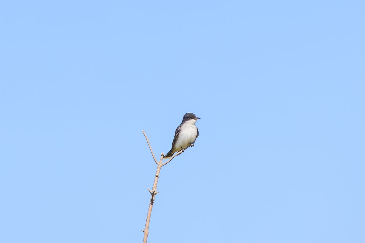 Eastern Kingbird