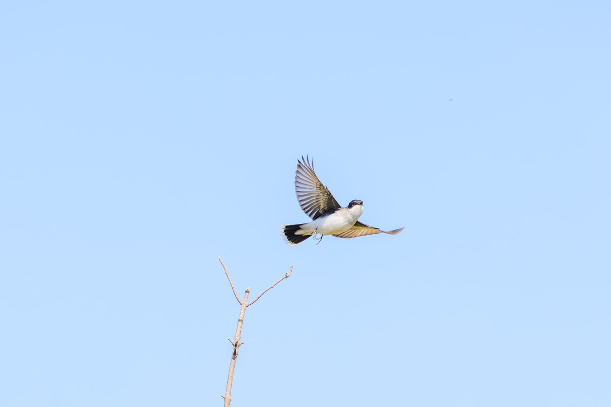 Eastern Kingbird