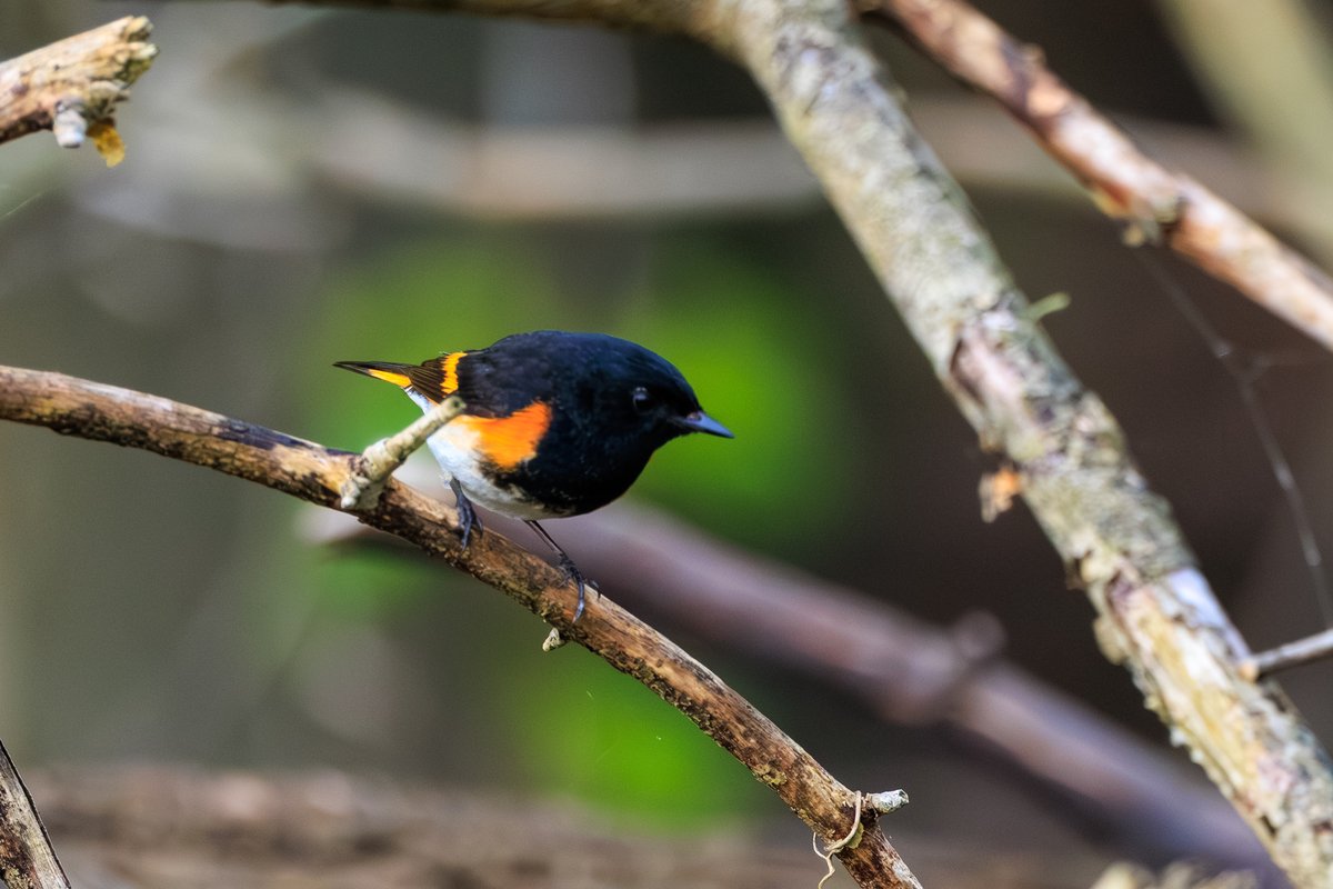 American Redstart