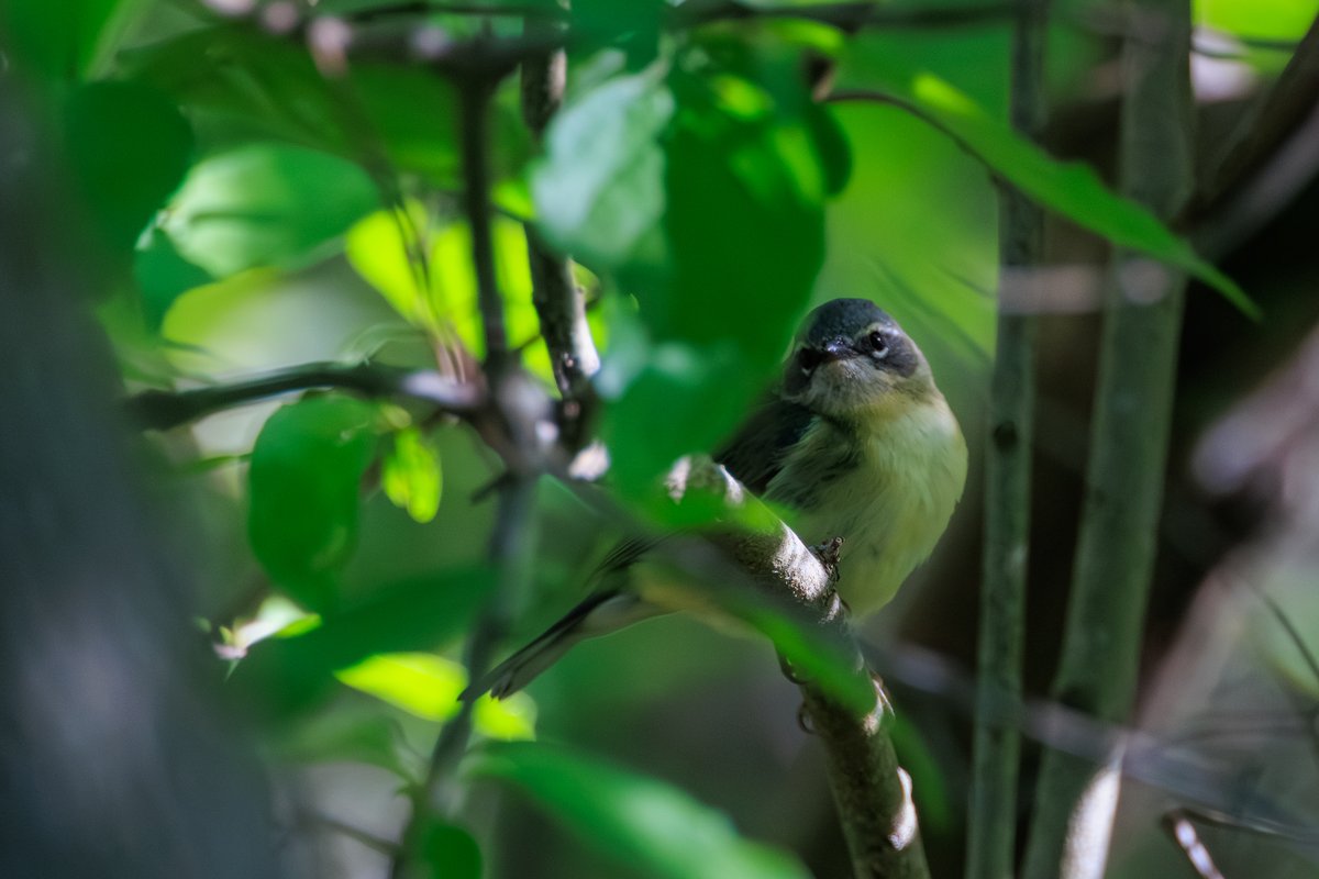Blue-headed Vireo