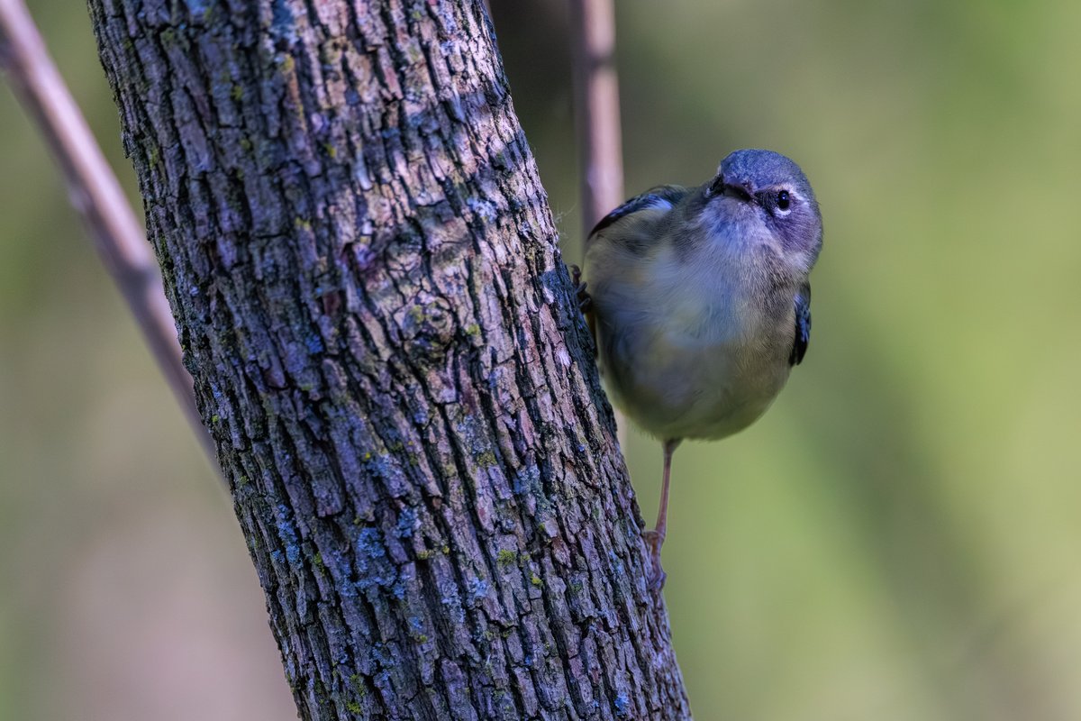 Black-throated Blue Warbler