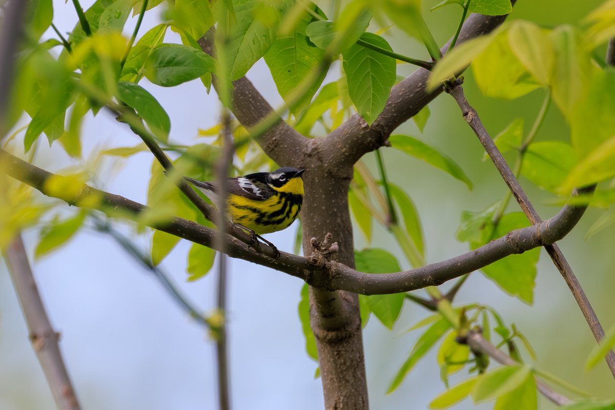 Magnolia Warbler