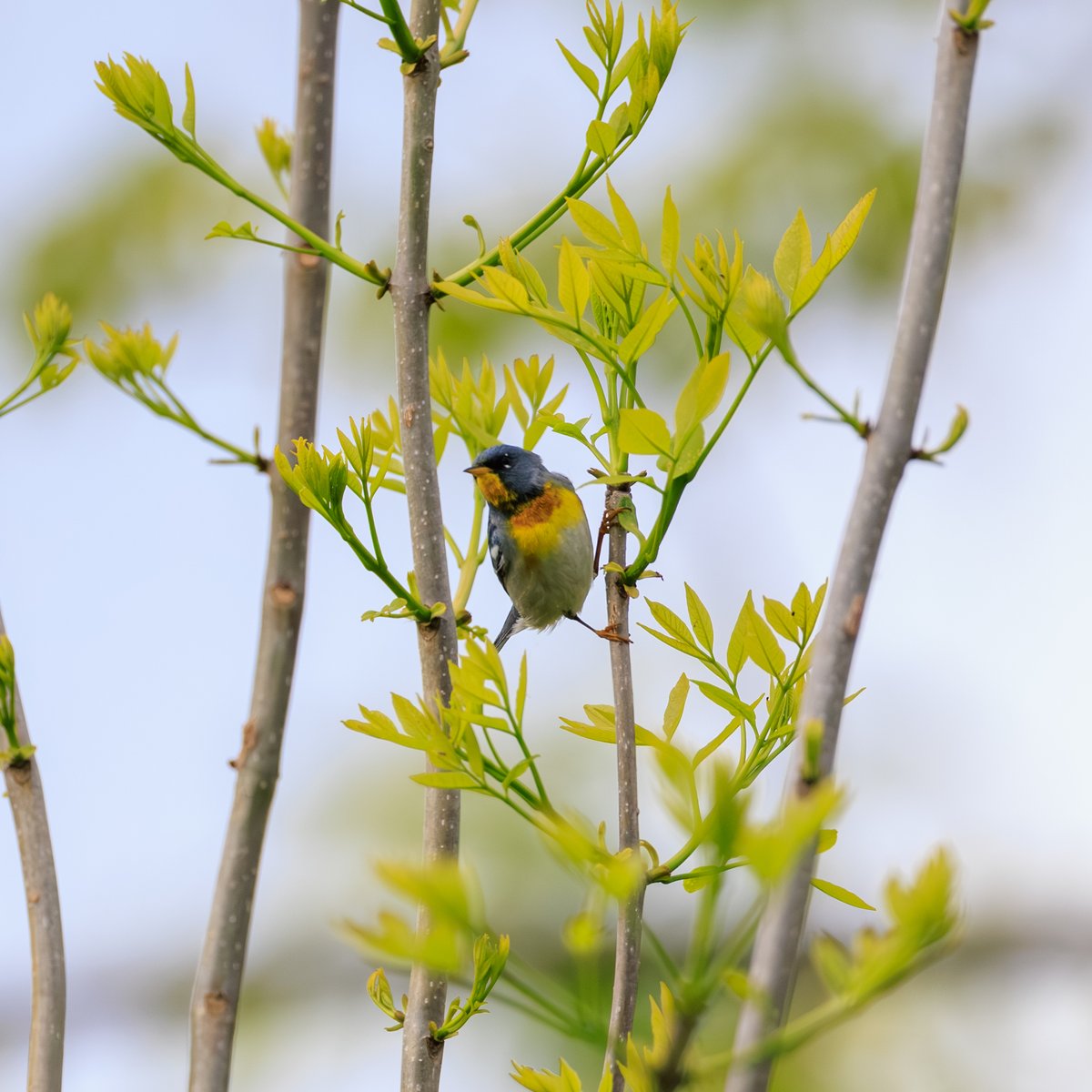Northern Parula