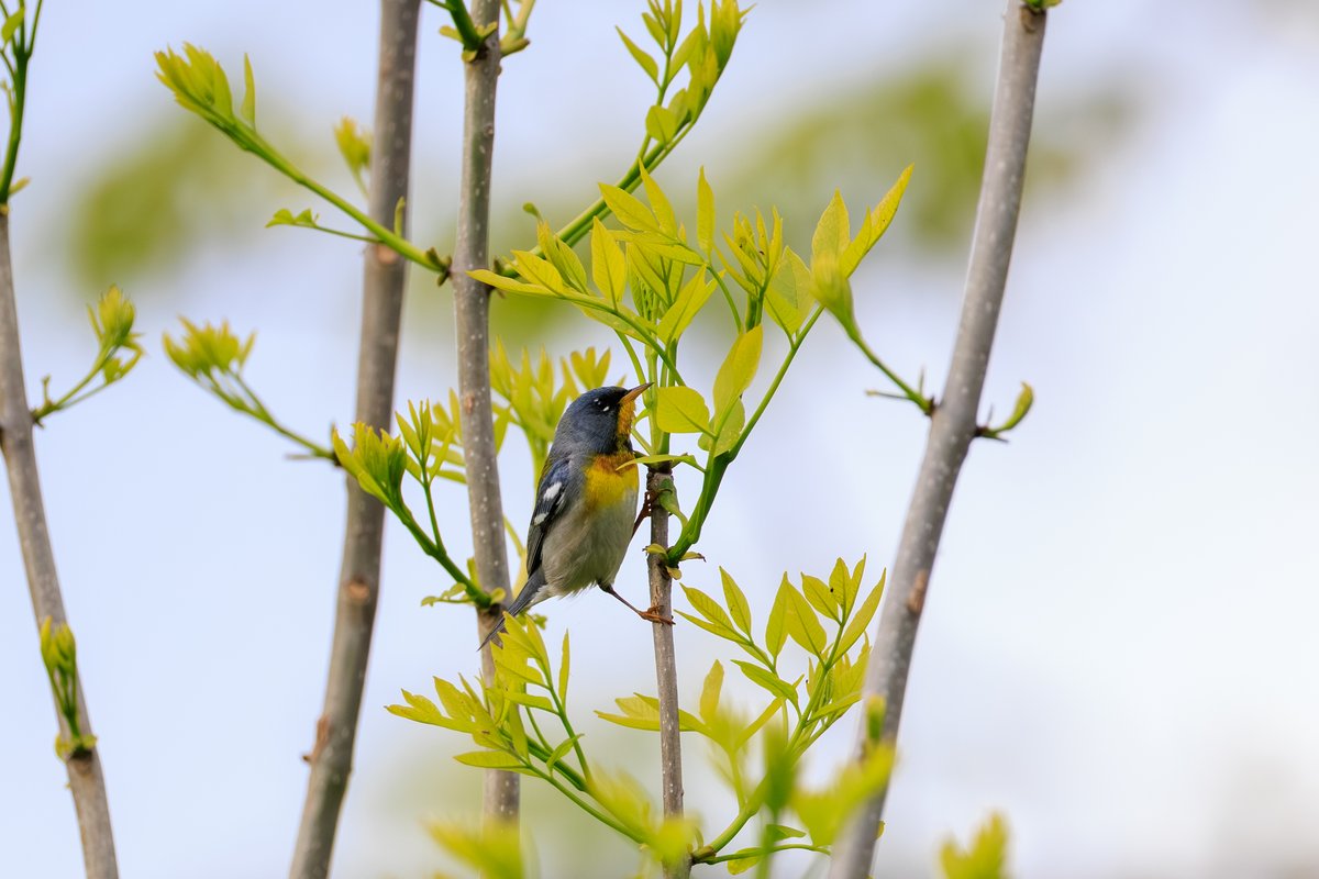 Northern Parula