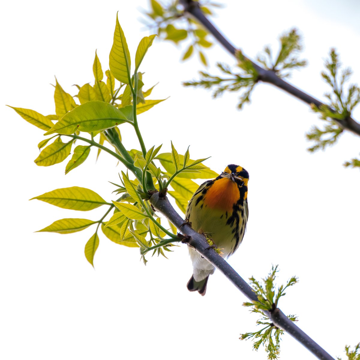 Blackburnian Warbler