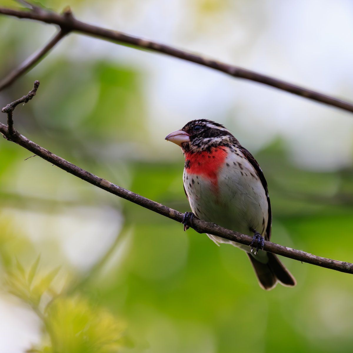 Rose-breasted Grosbeak