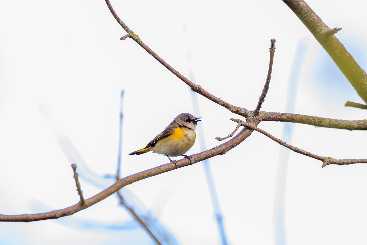 American Redstart