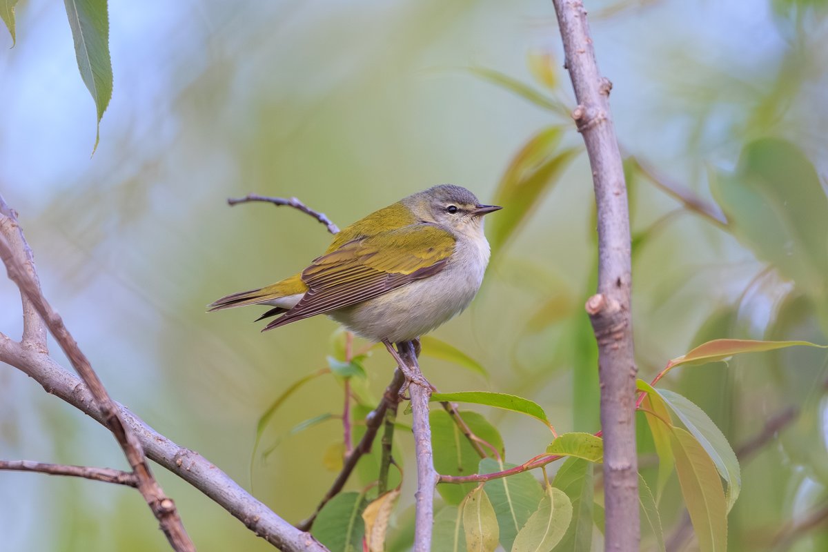 Tennessee Warbler