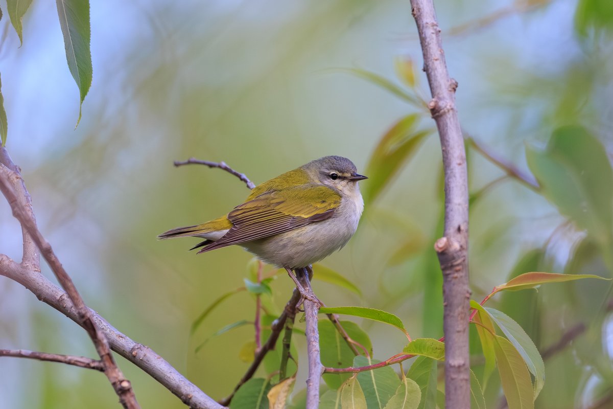 Tennessee Warbler