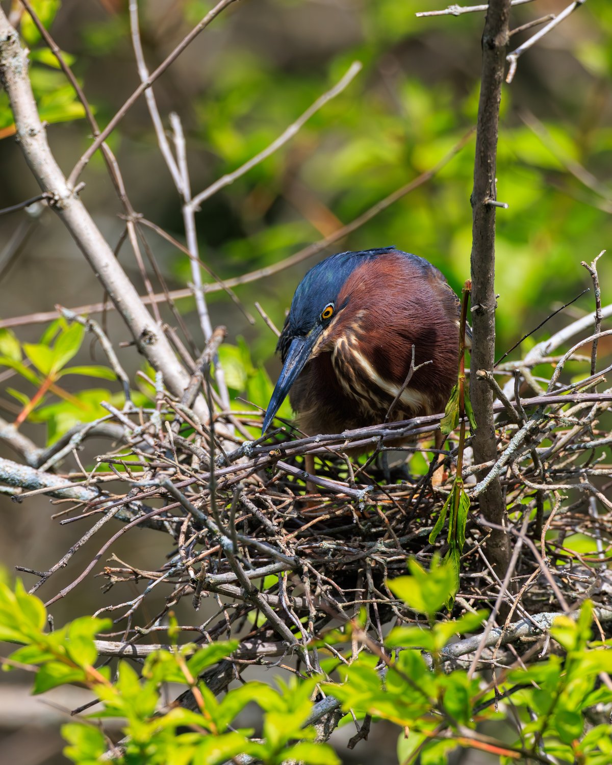 Green Heron