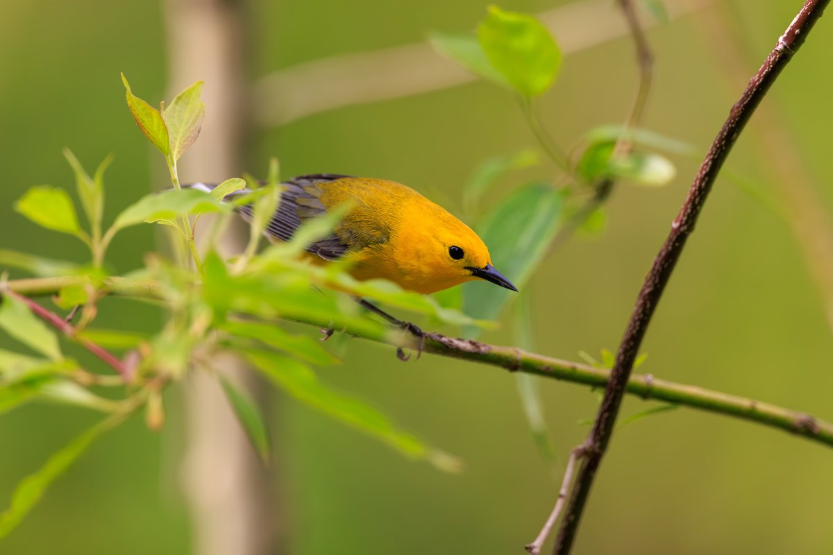 Prothonotary Warbler