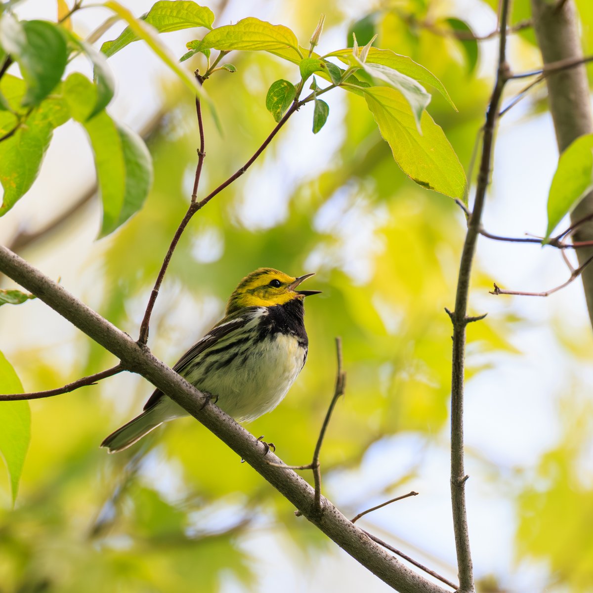 Black-throated Green Warbler