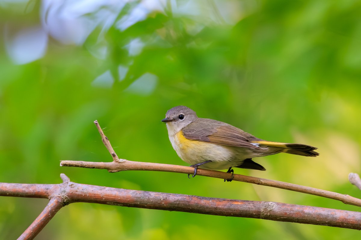 American Redstart