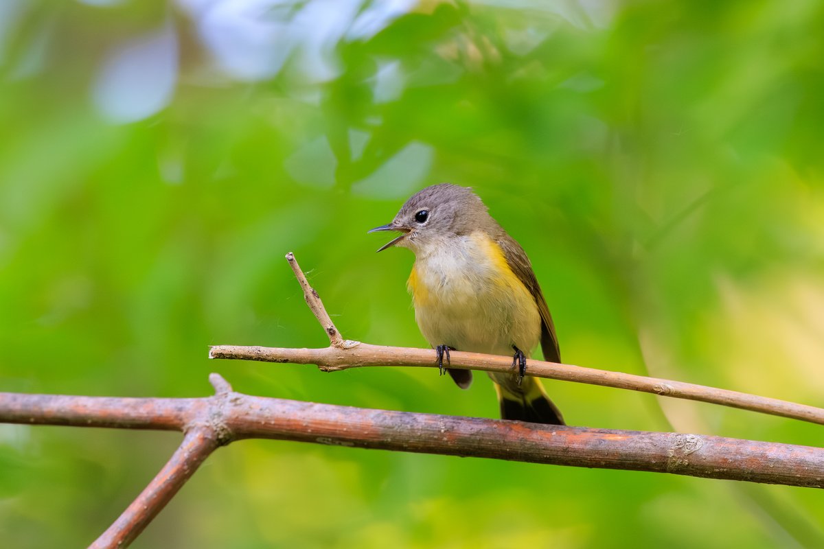 American Redstart
