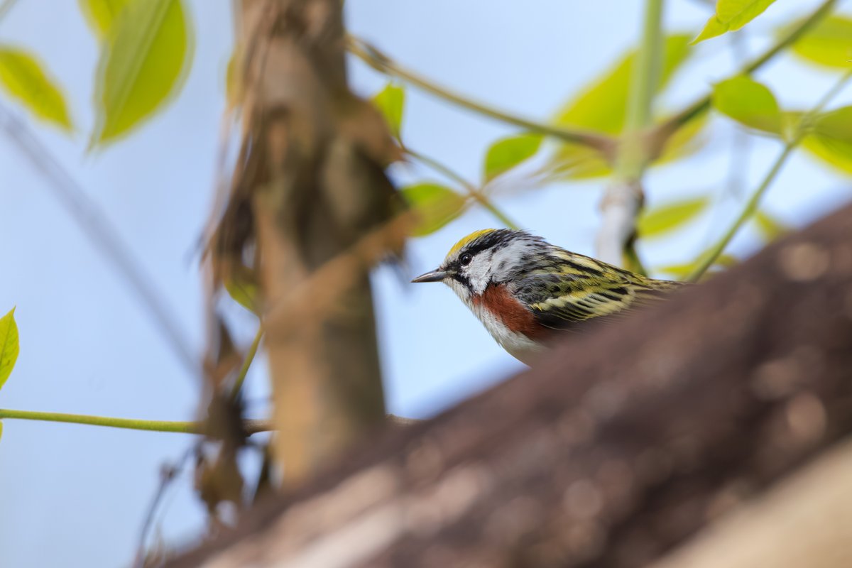 Chestnut-sided Warbler