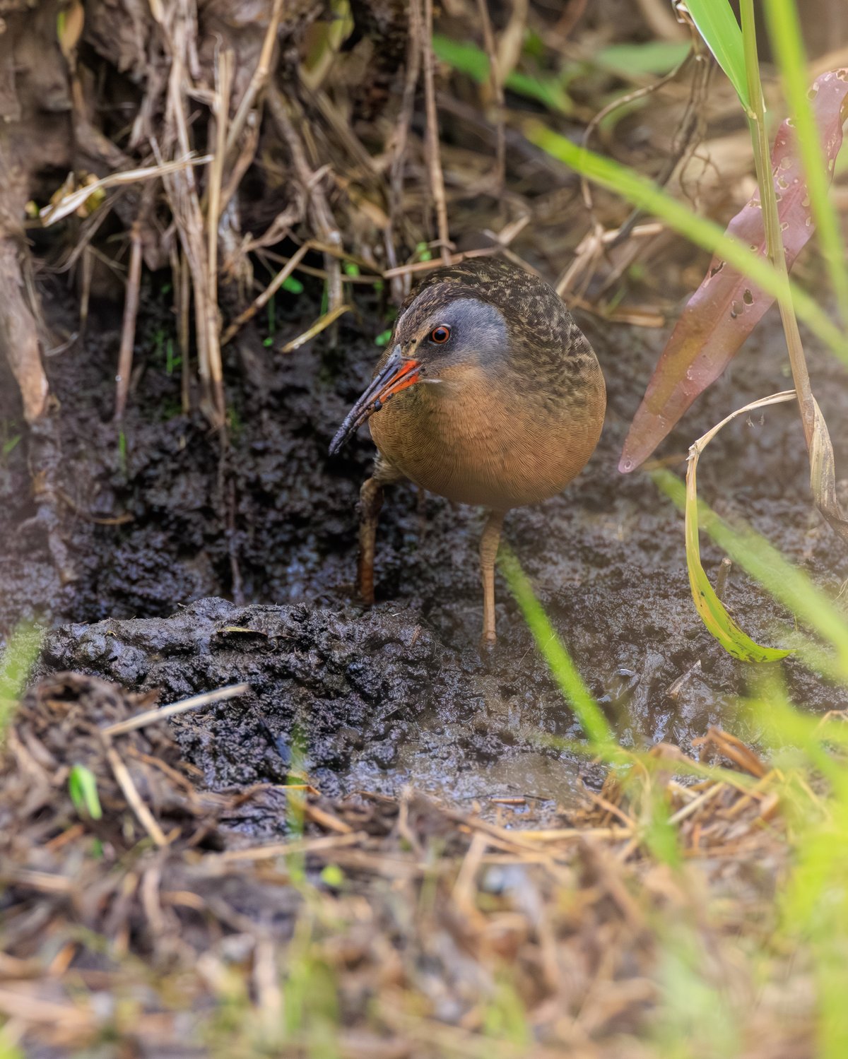 Virginia Rail
