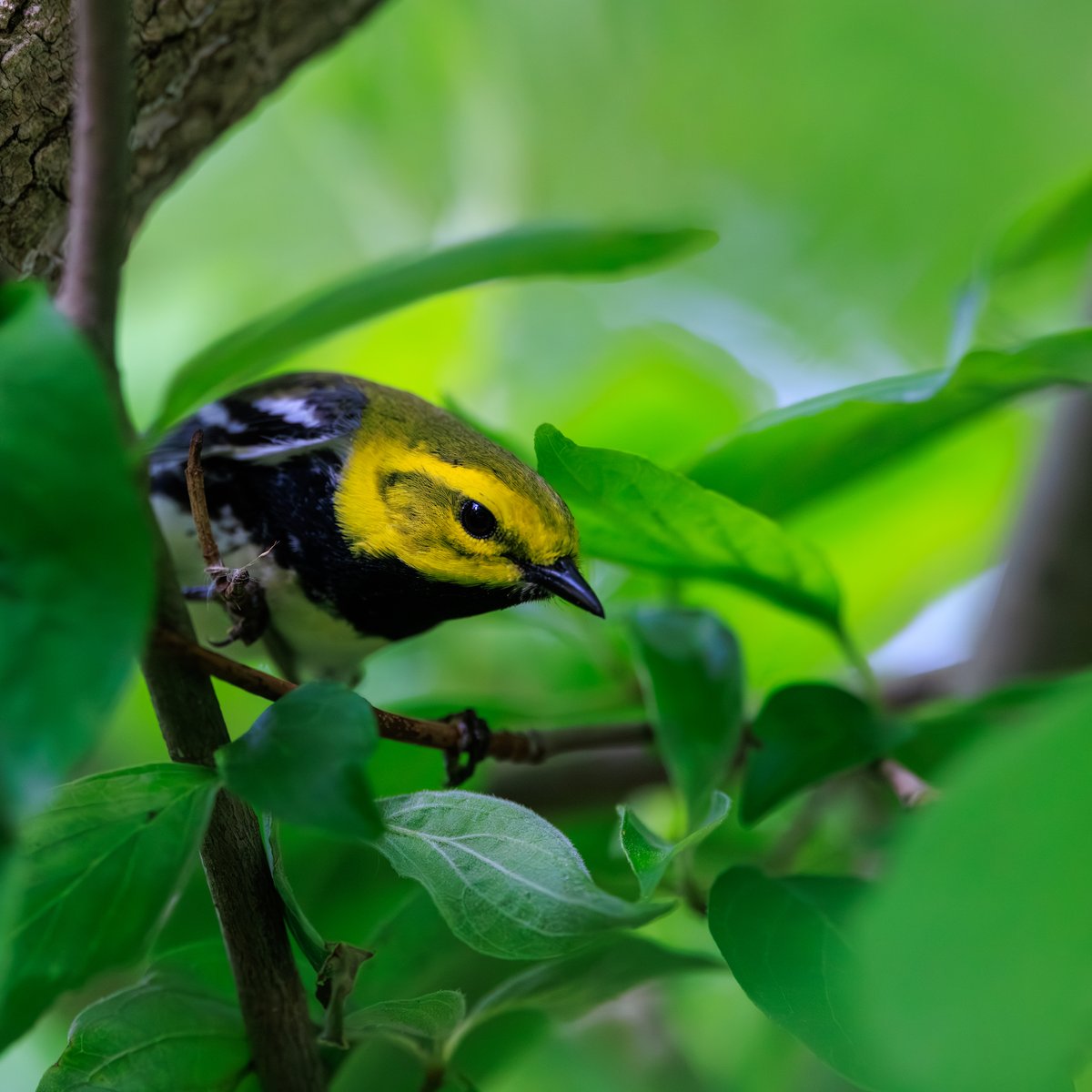 Black-throated Green Warbler