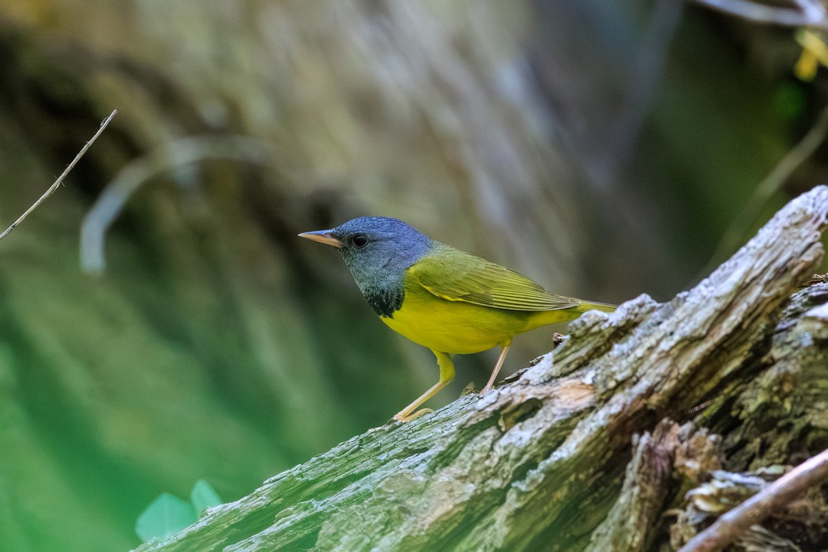 Mourning Warbler