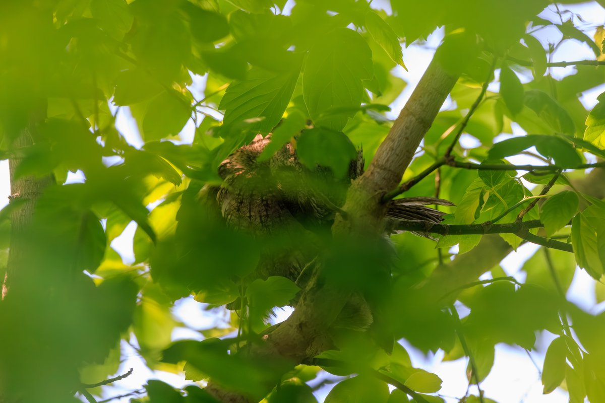 Eastern Screech-Owl